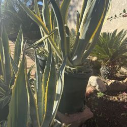 Agave Americana
