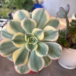 Succulents $4
