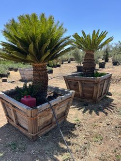 Gorgeous Sago Palm Trees for Sale