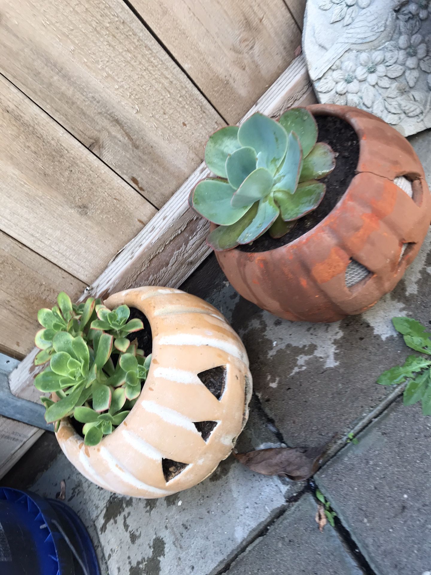 2 Pumpkins pots with succulent plants both for $30