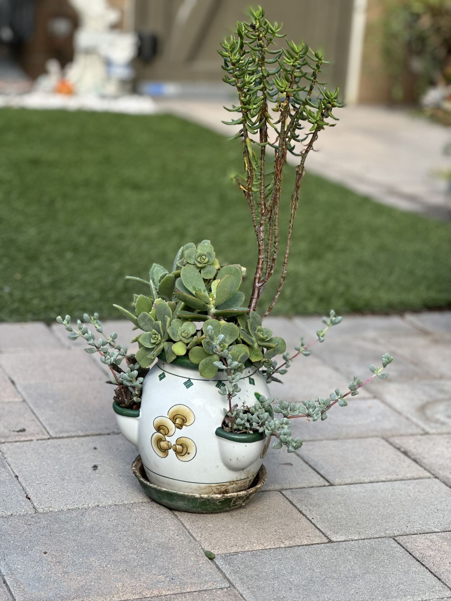 Assorted Succulent Plants