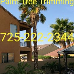 Palm Tree Trimming 