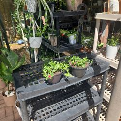 Sunny Red Rose Succulents (Aptinia Or Hearts And Flowers ) In Hanging 6in Pots $9 Ea.