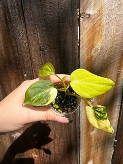 Rare Variegated Micans