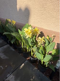 Yellow Canna ($15 each pot)
