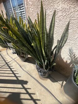 Large Snake Plant in Nursery Pot