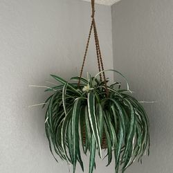 Artificial plants! LAST ONE