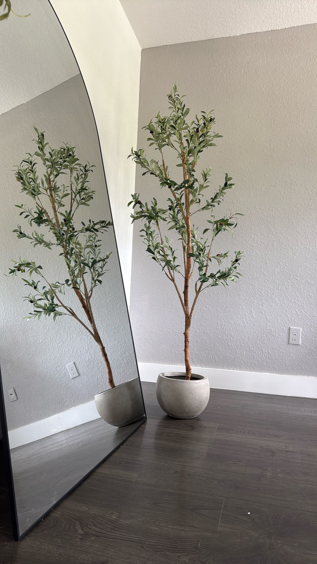 6ft Olive Tree And Ceramic Pot