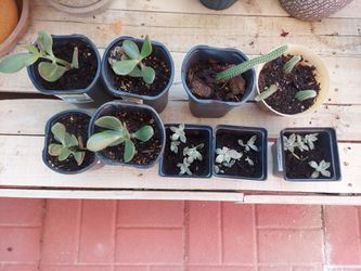 Plantas