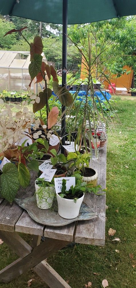 ANNUAL PLANT SALE (Cash Only Please)