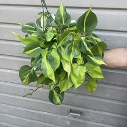 6” brazilian philodendron