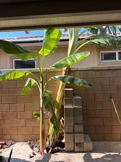 Blue Java Banana tree  8ft