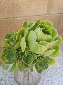Plant succulent
