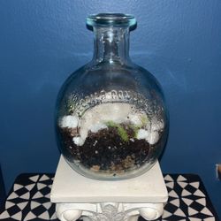 Terrarium In A Bottle