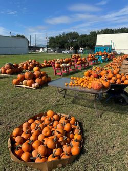 Pumkin Patch Pasadena TX