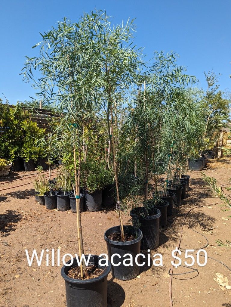 $225 Each Shade Trees Delivery Is Available