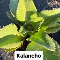 🌱 Plant: Kalanchoe