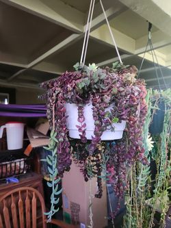 Hanging plant