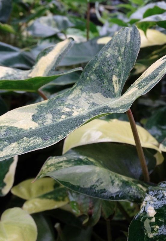 Philodendron Burle Marx Albo - STARTER PLANT - Rare Variegated Houseplant, Live Plant, Aroid, Indoor Tropical Plant Gift