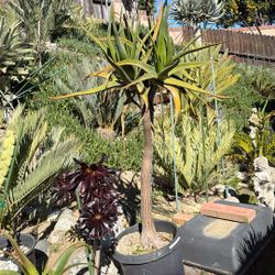 Aloe Tongaensis