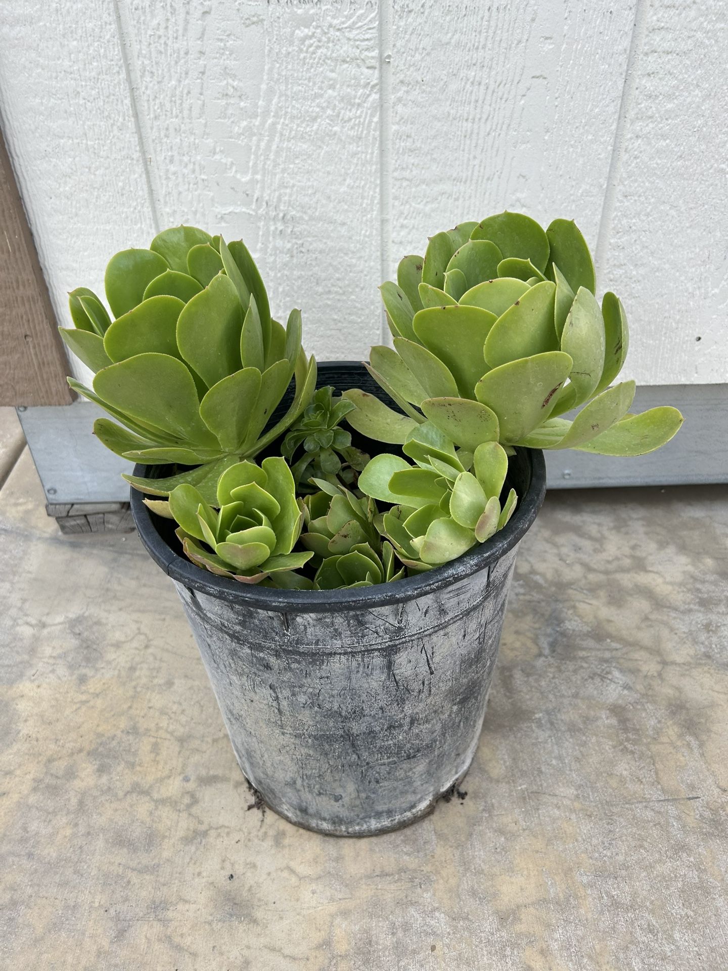 Aeonium Urbicum Plant