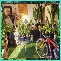 Plants! Plants! All.mus Go Go!!!