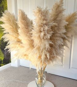 Dried pampas grass Tall Fluffy Natural Pampas 4ft tall