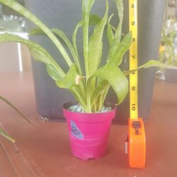 Snake plant in tiny 3" pot $3.00