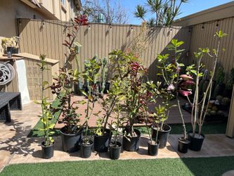 African Milk Trees