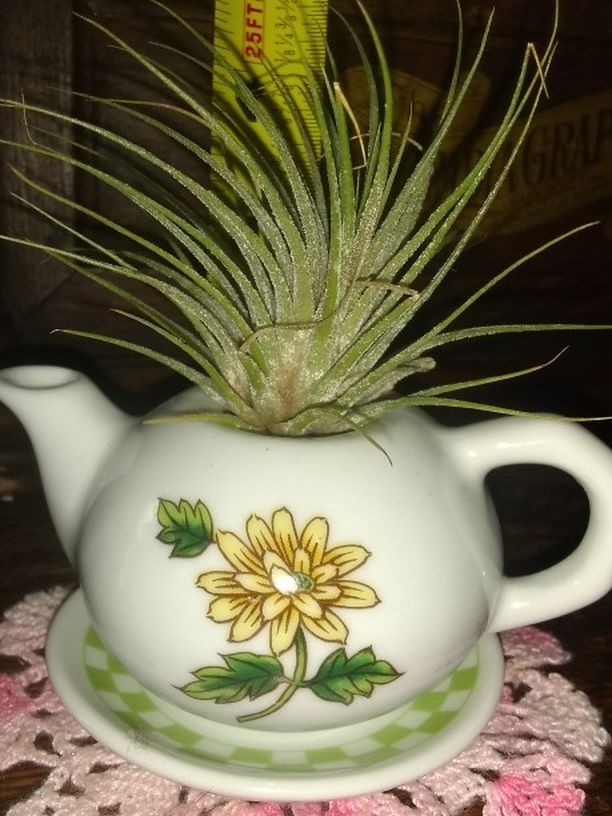 Air Plant