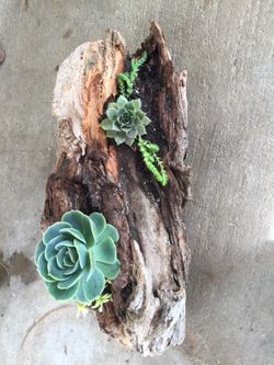 Succulent plants on driftwood