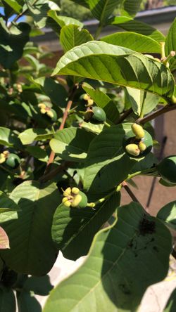 Guava Trees 