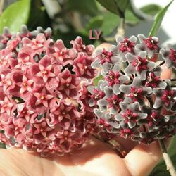 Hoya Publicalix My Photo Of Bloom