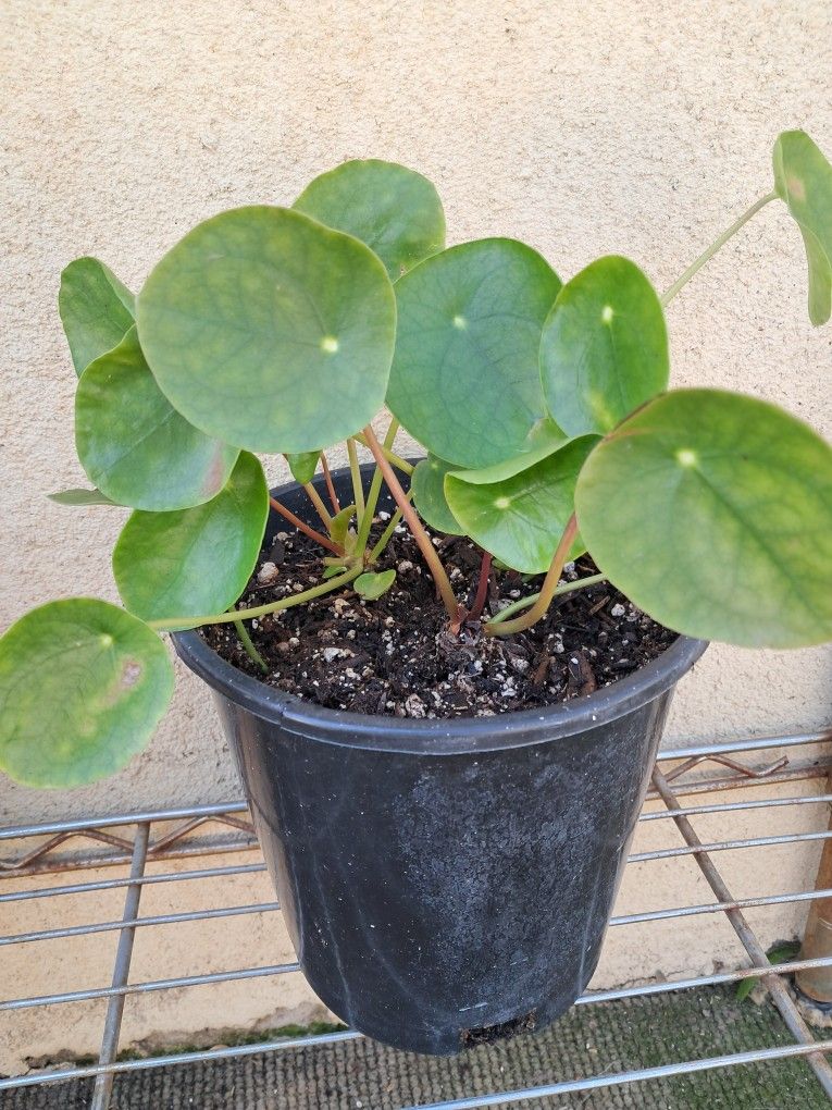 Pilea peperomioides