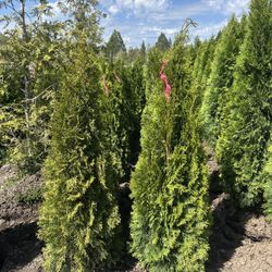 4-5’ Emerald Green Arborvitaes