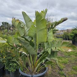 Gigante Bird Of Paradise