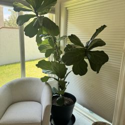 Real Fiddle Leaf Fig Plant