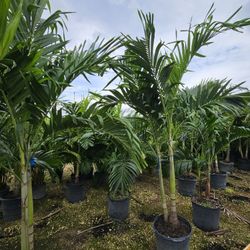 Christmas palms 6/7 feet tall $75  8/ 9 feet tall available 