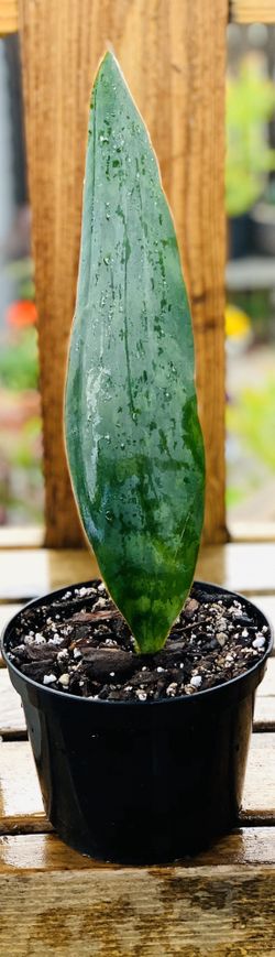 Live Whale Fin Snake plant in a plastic nursery planter pot—firm price