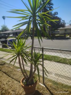Yucca tree plant