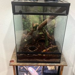 Bioactive Tank With White Tree, Frog