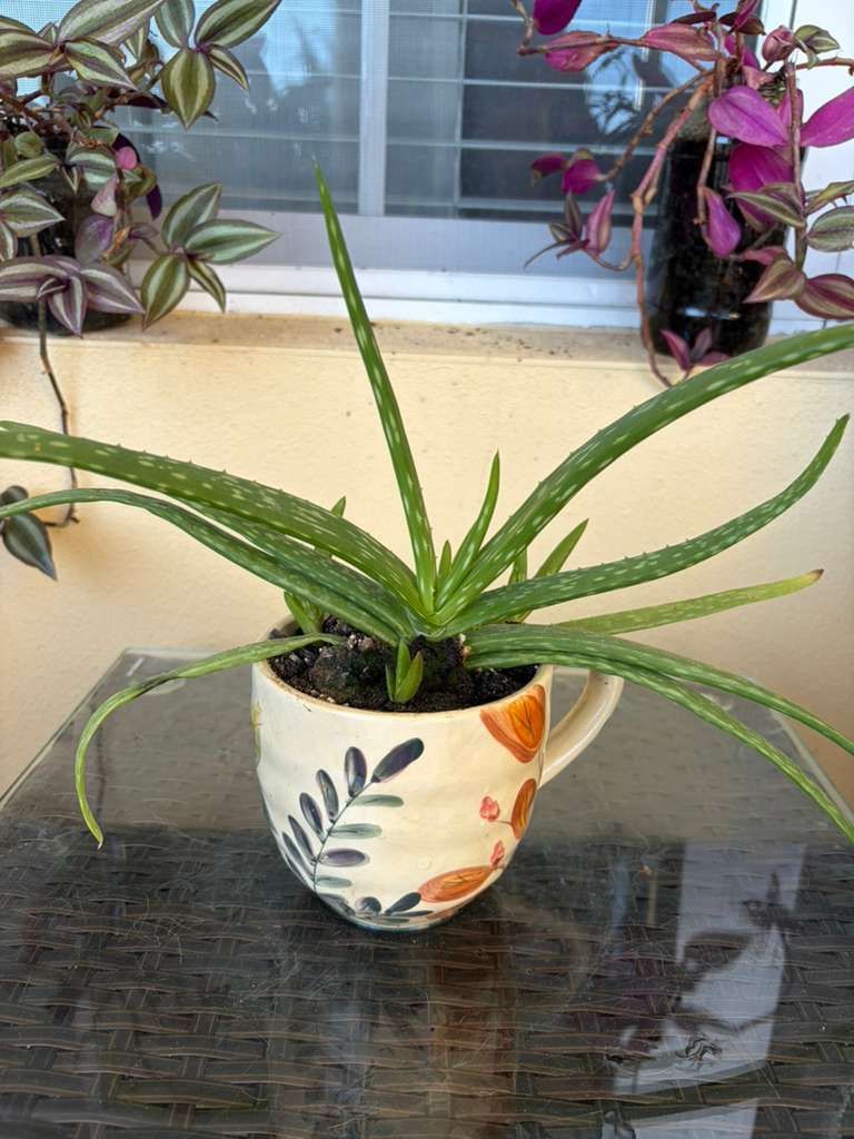 allow Vera plant