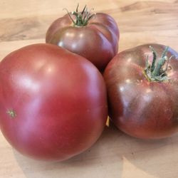 Organic Cherokee Chocolate Tomato Plants! 2025 SEASON RELEASE! Available now! 