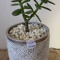 Mini Jade Succulent Plant 