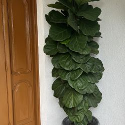 Fiddle leaf fig Plant (Natural) House Plants