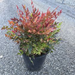 Nandina Gulf Stream