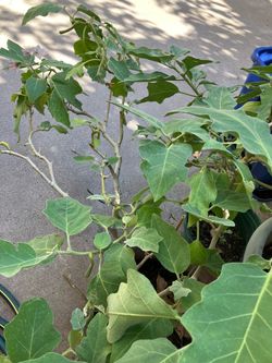 Eggplant plant big