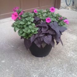 Petunia Flower Pots