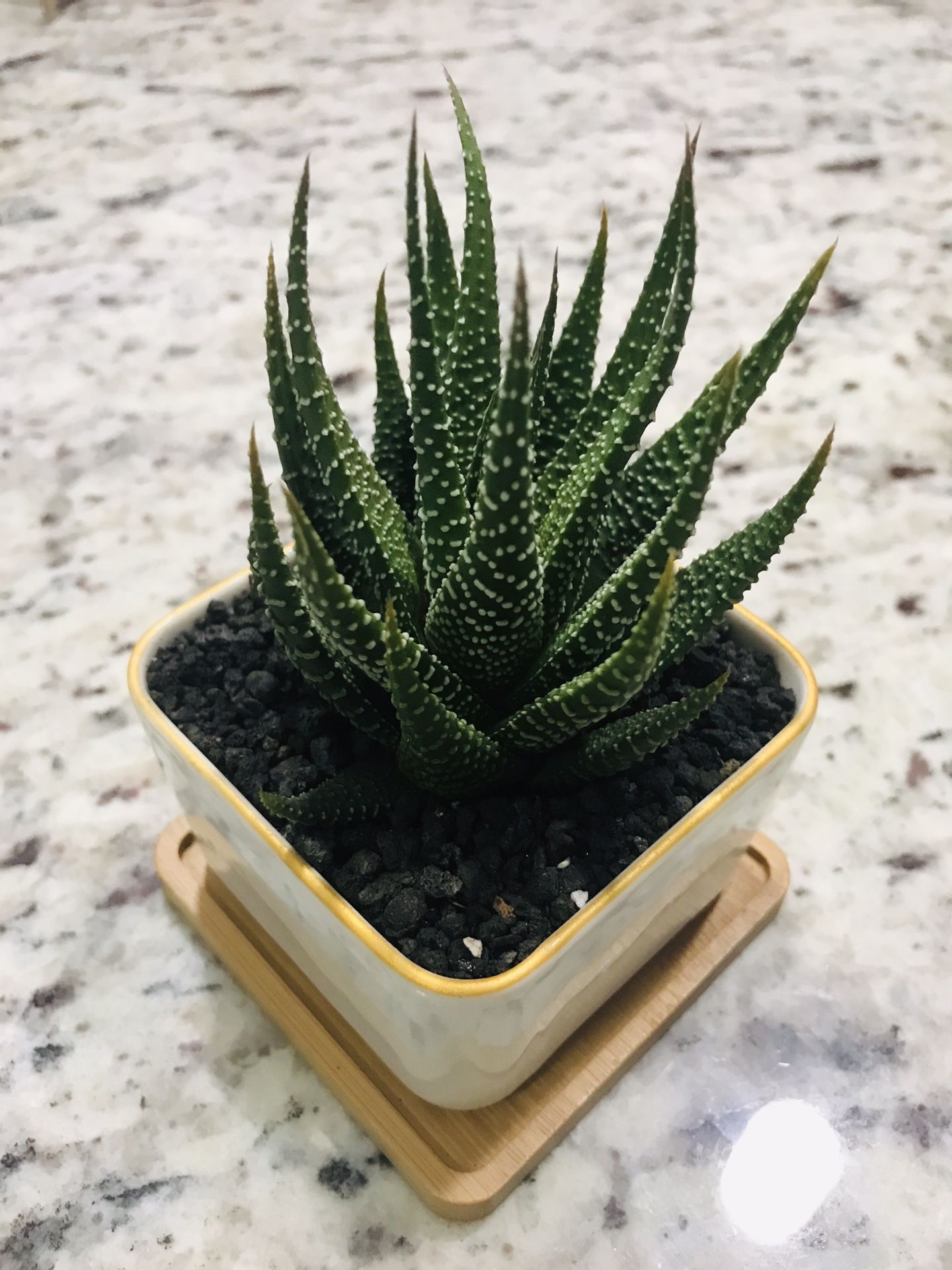 Haworthia Fairy Washboard succulent cactus flower plants arrangement home decor pot planter modern