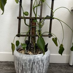 Monstera Plant And Pot